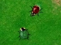 Beetle Wars om aanlyn te speel