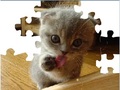 Cute Cat Puzzle om aanlyn te speel