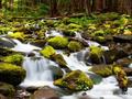 Forest Waterfalls om aanlyn te speel